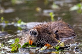 Cómo los animales y las plantas en Chile han enfrentado las últimas lluvias torrenciales