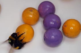 Estudio demuestra que a los insectos les gusta divertirse