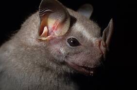 Por qué este diminuto murciélago sudamericano podría ser clave para tratar la diabetes