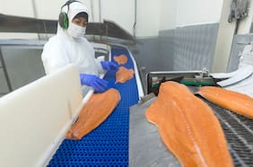 Exportaciones de salmón anotan primera alza tras seis trimestres