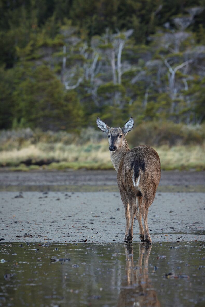 huemul