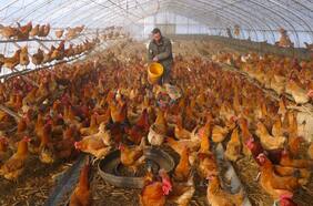 El aumento de los casos de gripe aviar en humanos en China tras peligrosa mutación hace temer el inicio de una nueva pandemia