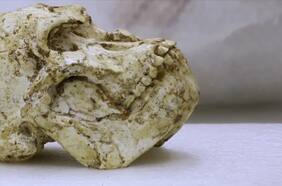 “Little Foot”: escaneos a fósil arrojan nuevas pistas sobre los primeros seres humanos