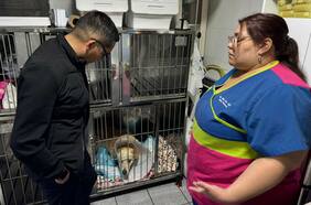 Diputado denuncia que un perro fue apuñalado en terminal de buses de Antofagasta