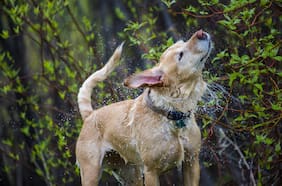 ¿Por qué los perros se sacuden cuando están mojados? Esto es lo que dice la ciencia