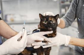 La polémica moda en China de cortar orejas a las mascotas al estilo Mickey Mouse