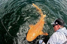Qué se sabe del avistamiento de un inusual tiburón de color naranja