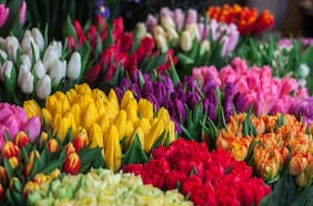 Día del Tulipán 2024: ¿Dónde y a qué hora retirar flores gratis este jueves?