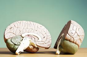 Estudio chileno publicado en revista de editorial Nature revela cómo el Covid transforma el cerebro