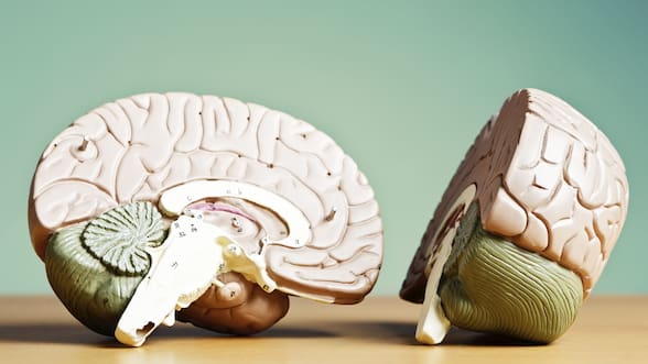 Cuáles son las 5 fases por las que pasa nuestro cerebro desde que nacemos hasta la vejez