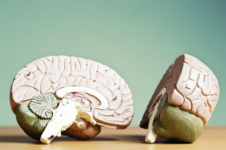 “Loss of white matter and weight loss”: a study reveals how Covid transforms the brain