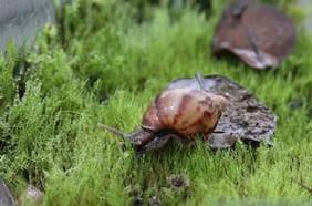 Caracol gigante africano: cómo identificar a este molusco considerado una de las plagas más mortíferas para el medioambiente