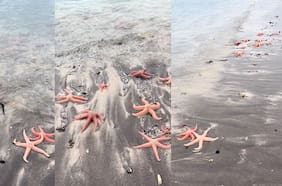 Reportan masiva varazón de estrellas de mar en playa de Pichilemu