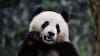 Un Panda para Chile: el plan para concretar su llegada