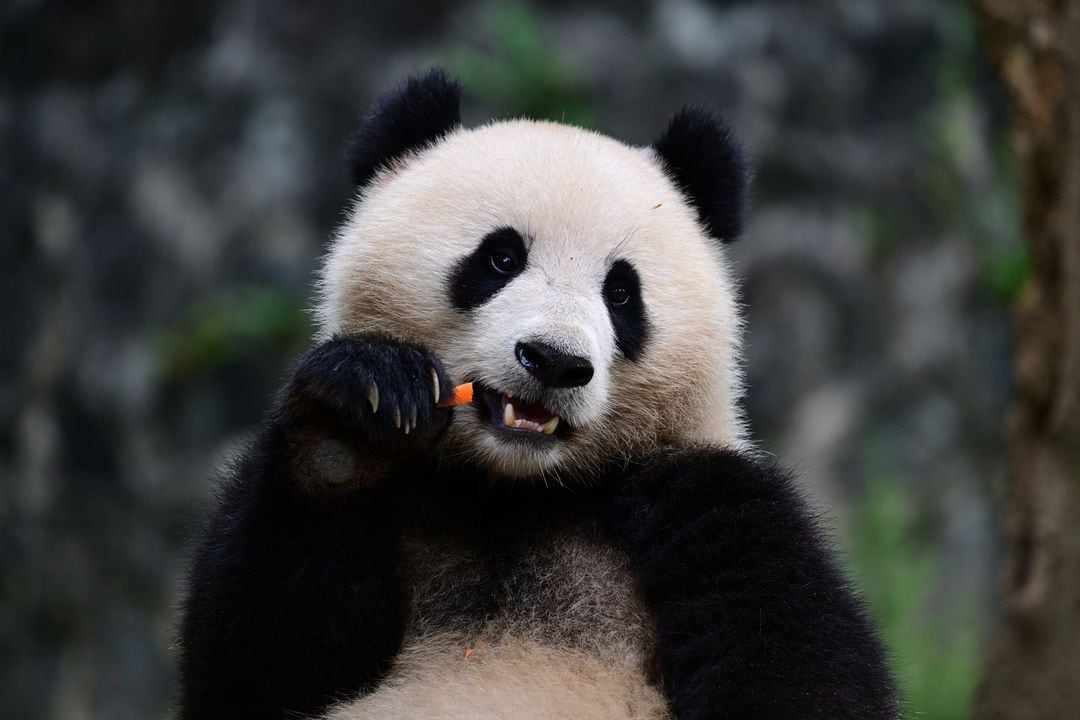 Un Panda para Chile: el plan para concretar su llegada