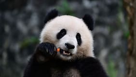 Un Panda para Chile: el plan para concretar su llegada