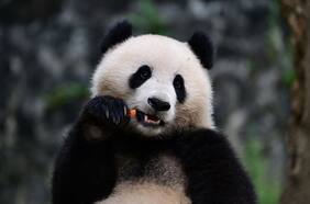 La diplomacia de los pandas: La historia de los dos ejemplares chinos que llegaron a Washington