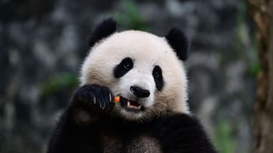 Un Panda para Chile: el plan para concretar su llegada