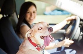 También en sus zapatos: Así funciona el “modo perro” de Tesla