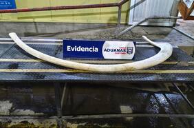 Aduanas incauta costilla de ballena en paso fronterizo Cardenal Samoré: venía oculta en un vehículo proveniente de Argentina