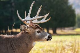Qué es la enfermedad del ciervo zombie y por qué está alertando a los científicos