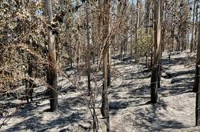 Cómo se resurge de las cenizas y se actúa en prevención de incendios