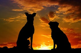 Más de 3 millones de perros en el país son maltratados