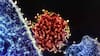 Las 5 infecciones responsables de más de 2 millones de casos de cáncer, según un estudio