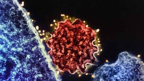 Las 5 infecciones responsables de más de 2 millones de casos de cáncer, según un estudio