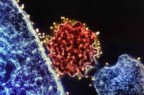 Las 5 infecciones responsables de más de 2 millones de casos de cáncer, según un estudio