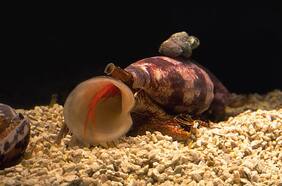 Descubren potencial tratamiento para la diabetes usando el veneno de uno de los animales más letales del mundo