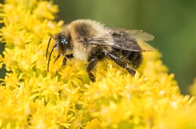 “Extraordinario”: el inusual hallazgo que encontró un estudio sobre las abejorro reinas