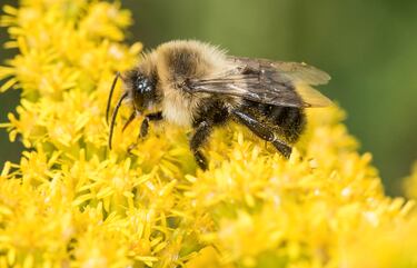 “Extraordinario”: el inusual hallazgo que encontró un estudio sobre las abejorro reinas