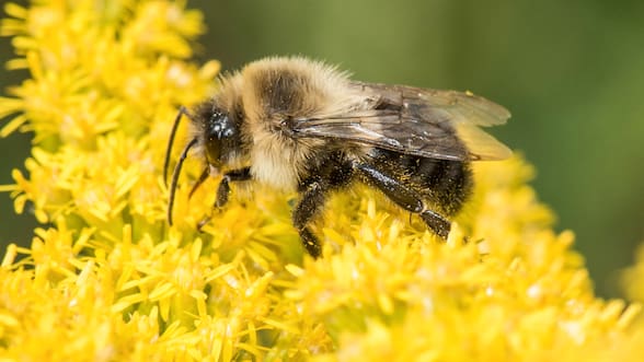 “Extraordinario”: el inusual hallazgo que encontró un estudio sobre las abejorro reinas