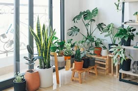 Qué hacer con tus plantas y cómo cuidarlas cuando te vas de vacaciones