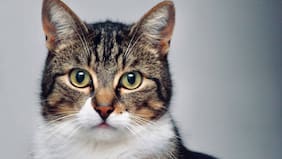 Bajas penas y falta de especialización de los fiscales: radiografía a la Ley Cholito