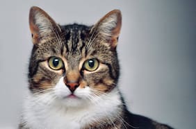 Bajas penas y falta de especialización de los fiscales: radiografía a la Ley Cholito