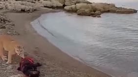 Puma sorprende a un hombre mientras pescaba en un lago en Torres del Paine