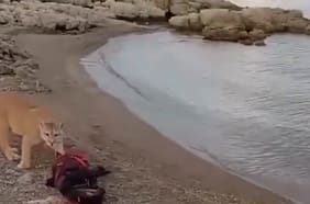 Puma sorprende a un hombre mientras pescaba en un lago en Torres del Paine