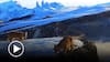 El sorprendente registro de dos crías de puma captados en la Patagonia chilena