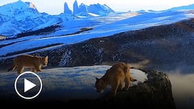 El sorprendente registro de dos cachorros de puma captados en la Patagonia chilena
