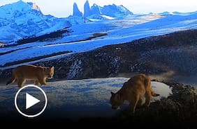 El sorprendente registro de dos crías de puma captados en la Patagonia chilena
