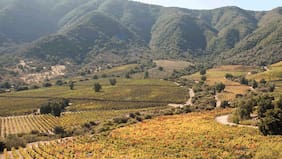 Viña de Eduardo Chadwick se reorganiza: pone en venta campo y despide personal en Caliterra