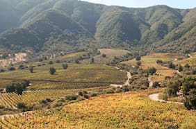 Viña de Eduardo Chadwick se reorganiza: pone en venta campo y despide personal en Caliterra