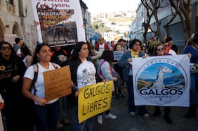 ¿Y ahora qué? Lo que viene para las carreras de galgos luego de que la Cámara las rechazara