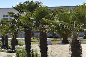 Hubo cuatro adultos detenidos: Carabineros debió intervenir ante riña al interior de liceo en San Pedro