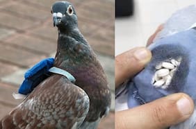 Paloma fue capturada mientras transportaba droga