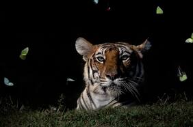 Momento mágico: El increíble registro de un tigre rodeado de mariposas
