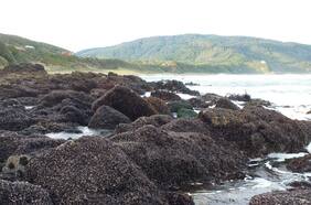 Más de tres años y más de mil kilómetros de costa: estudio simuló el impacto que tendría la pérdida de especies claves para el ecosistema marino en Chile