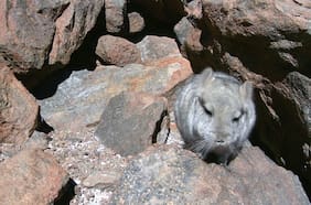 Chinchillas en la mira: frenan proyecto minero de US$ 113 millones por riesgo a especie en peligro de extinción